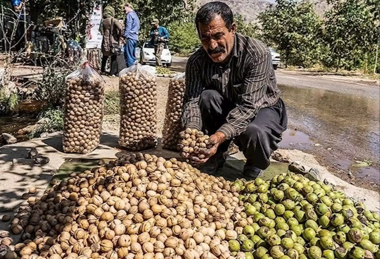 اشتغال ۱۲ هزار نفر در کار برداشت گردو از باغات آذربایجان غربی