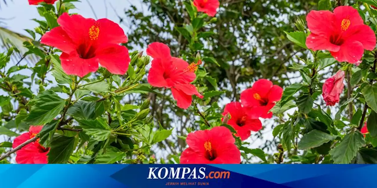 5 Penyebab Daun Tanaman Kembang Sepatu Menguning dan Cara Mengatasinya