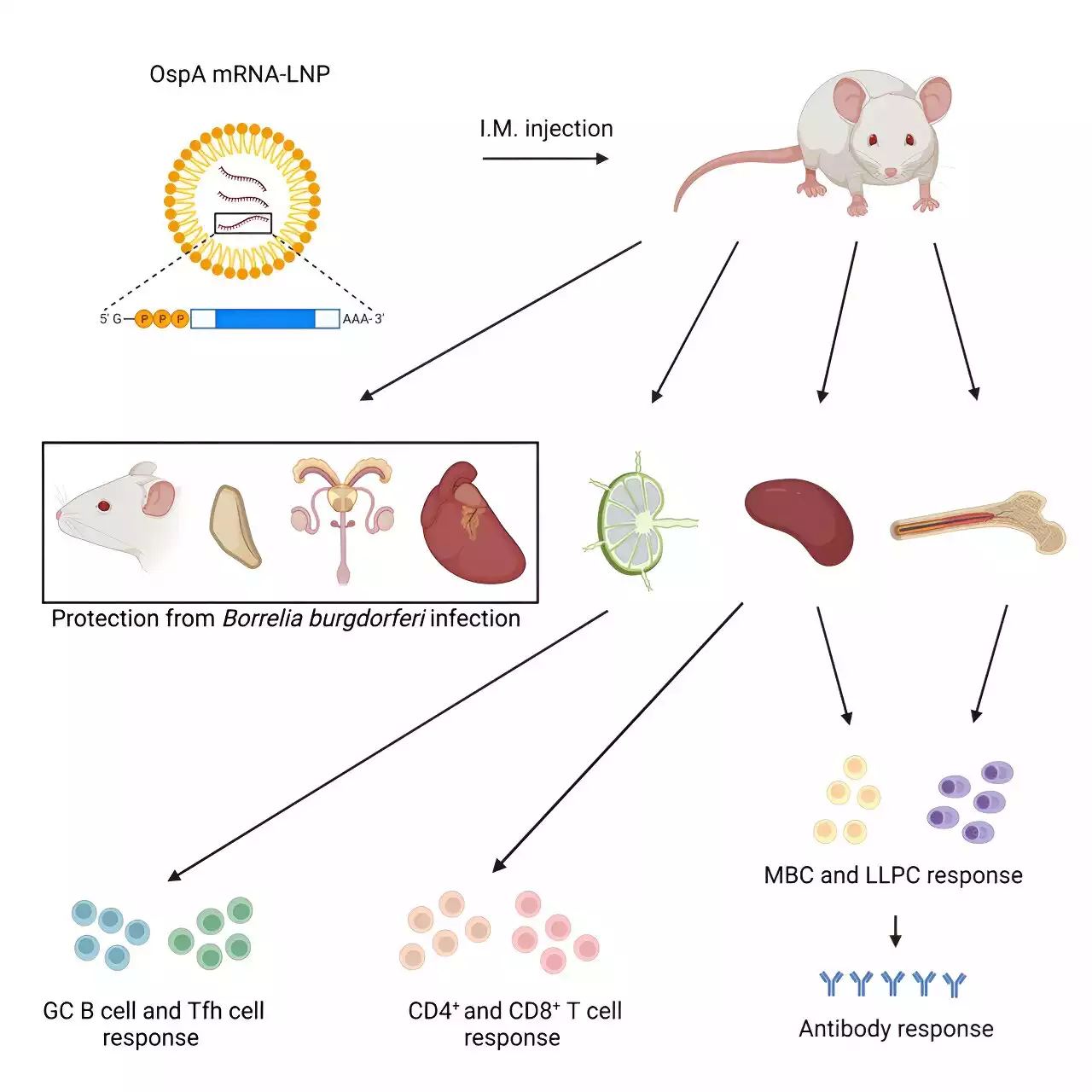 Pre-clinical research indicates mRNA vaccine shows promise for reducing cases of Lyme disease