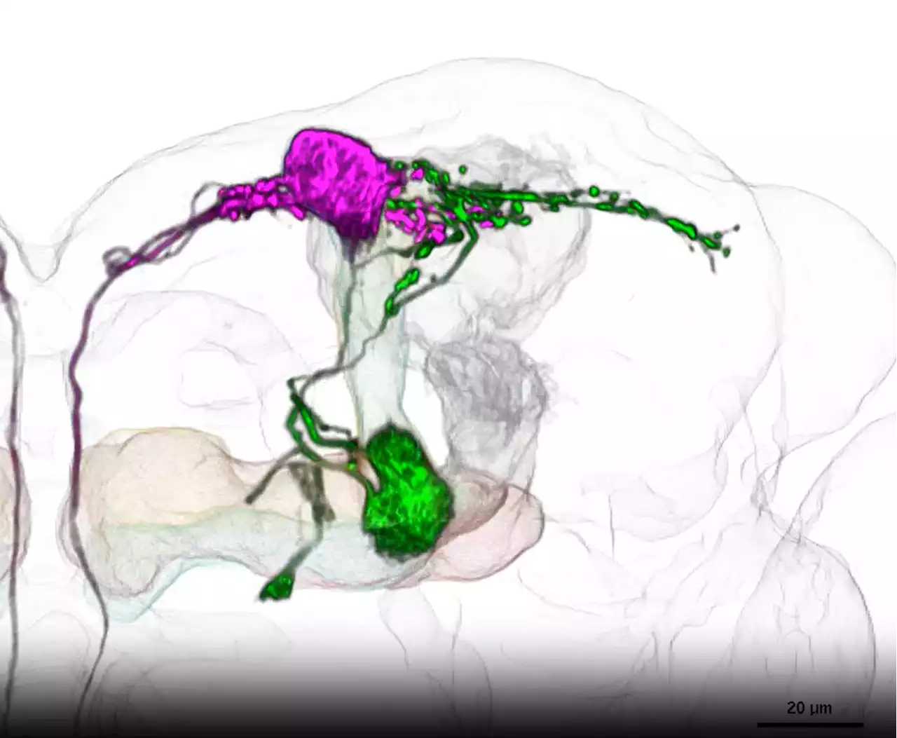 Researchers identify neurons that guide flies upwind