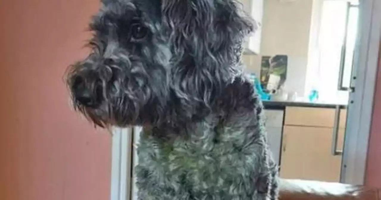 Pet owners puzzled as their dogs turn bright green after swimming in reservoir