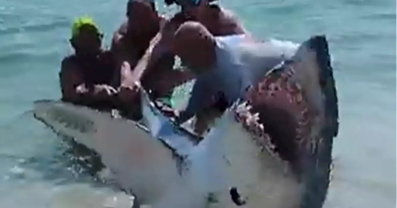 Moment beachgoers drag thrashing shark by its tail back into the ocean