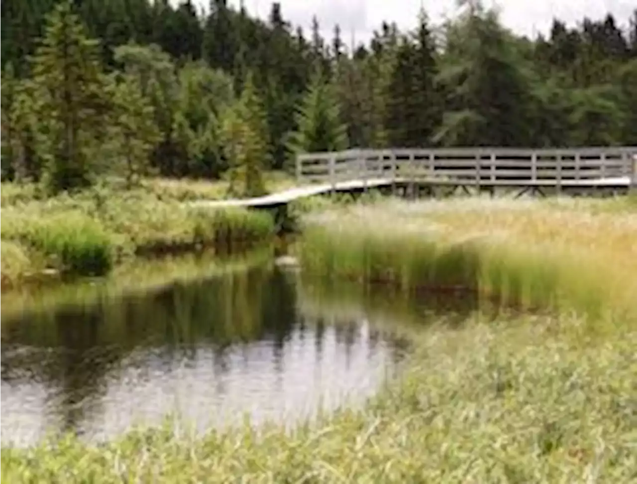 Salmonier Nature Park Hosting Nature Walk on Thursday