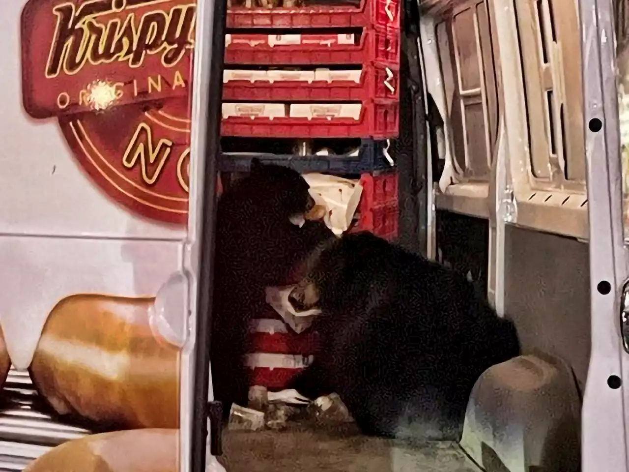 Bears raid Krispy Kreme doughnut van after driver leaves doors open