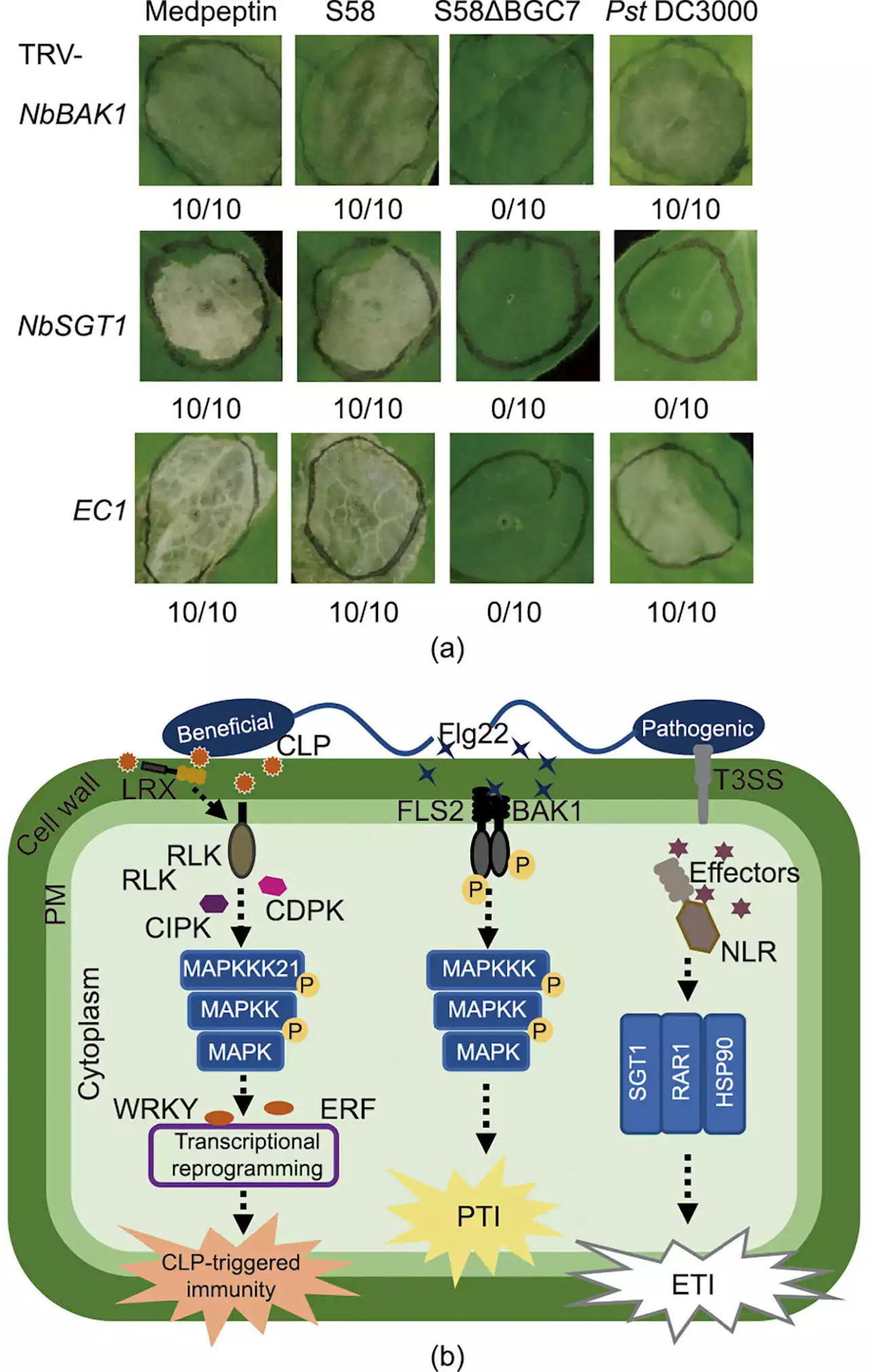 New research unveils Pseudomonas cyclic lipopeptide medpeptin's role in modulating plant immunity