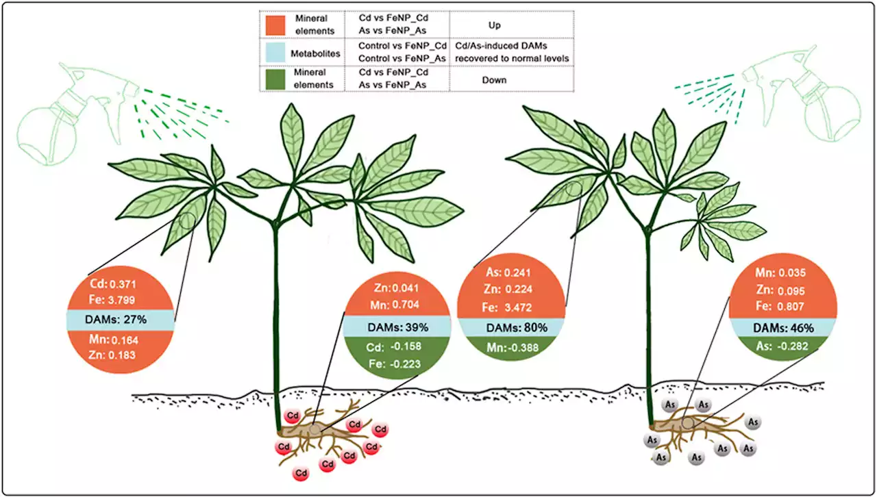 Study finds iron oxide nanoparticles are useful for medicinal plant sustainability under toxic metal conditions