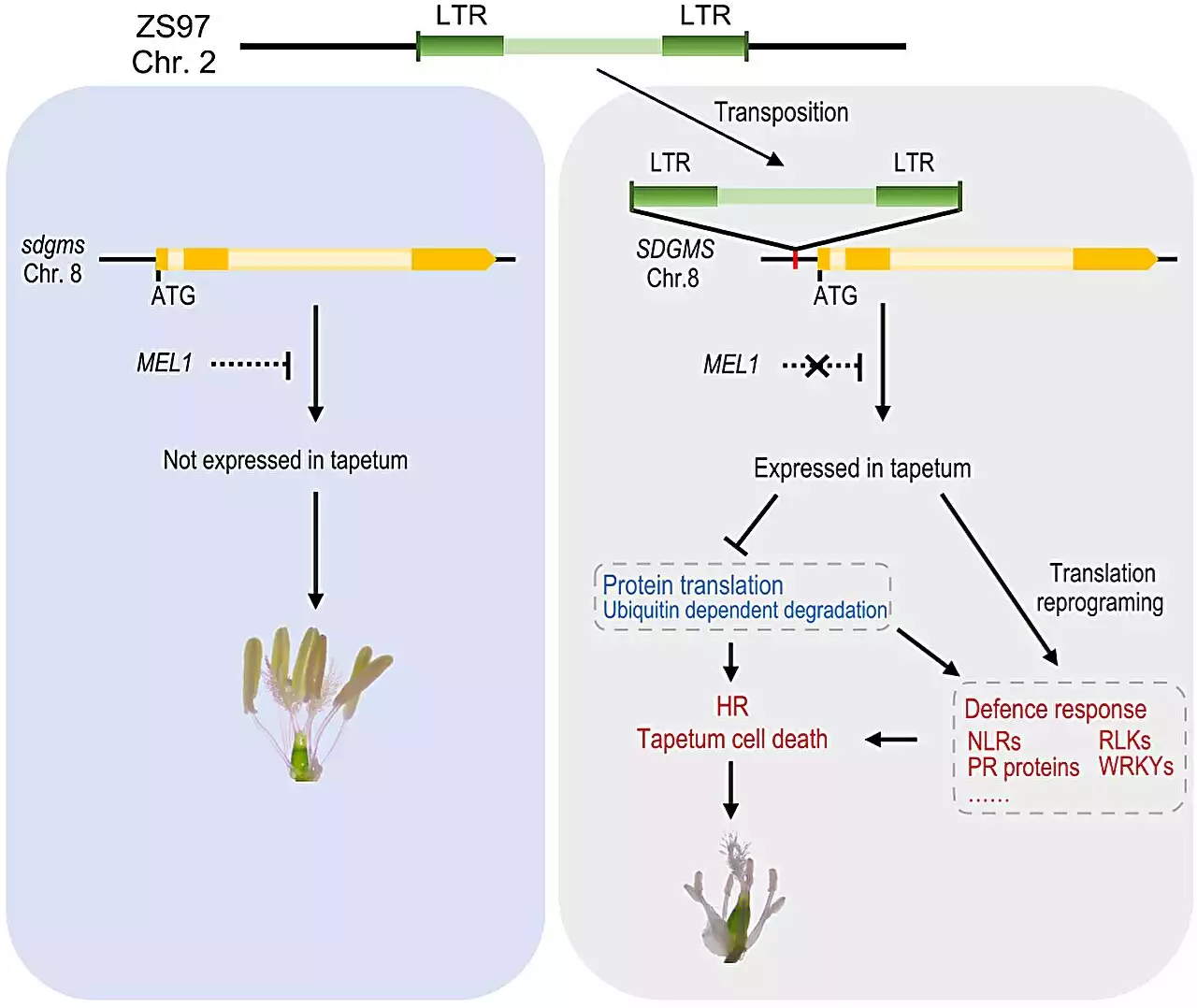 The cloning of the first genic dominant male sterility gene in rice may revolutionize breeding processes