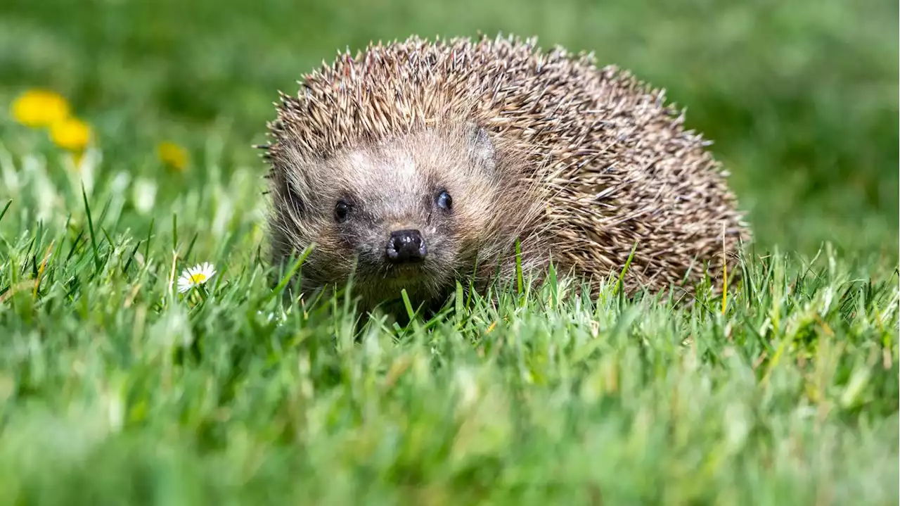 Herbst-Hilfe für stachelige Berliner : Was futtern eigentlich Igel?