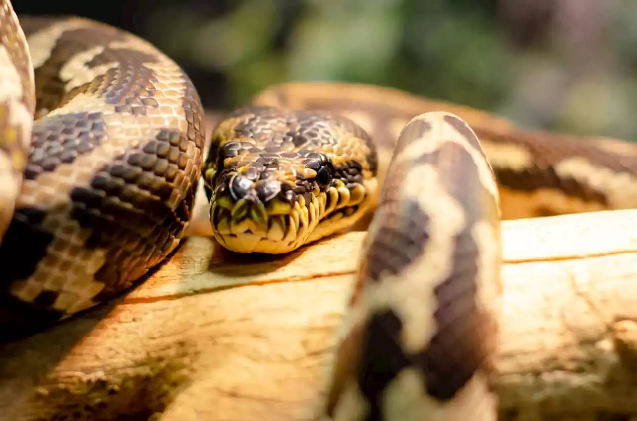 Snake no mistake: Australian fined for surfing with python