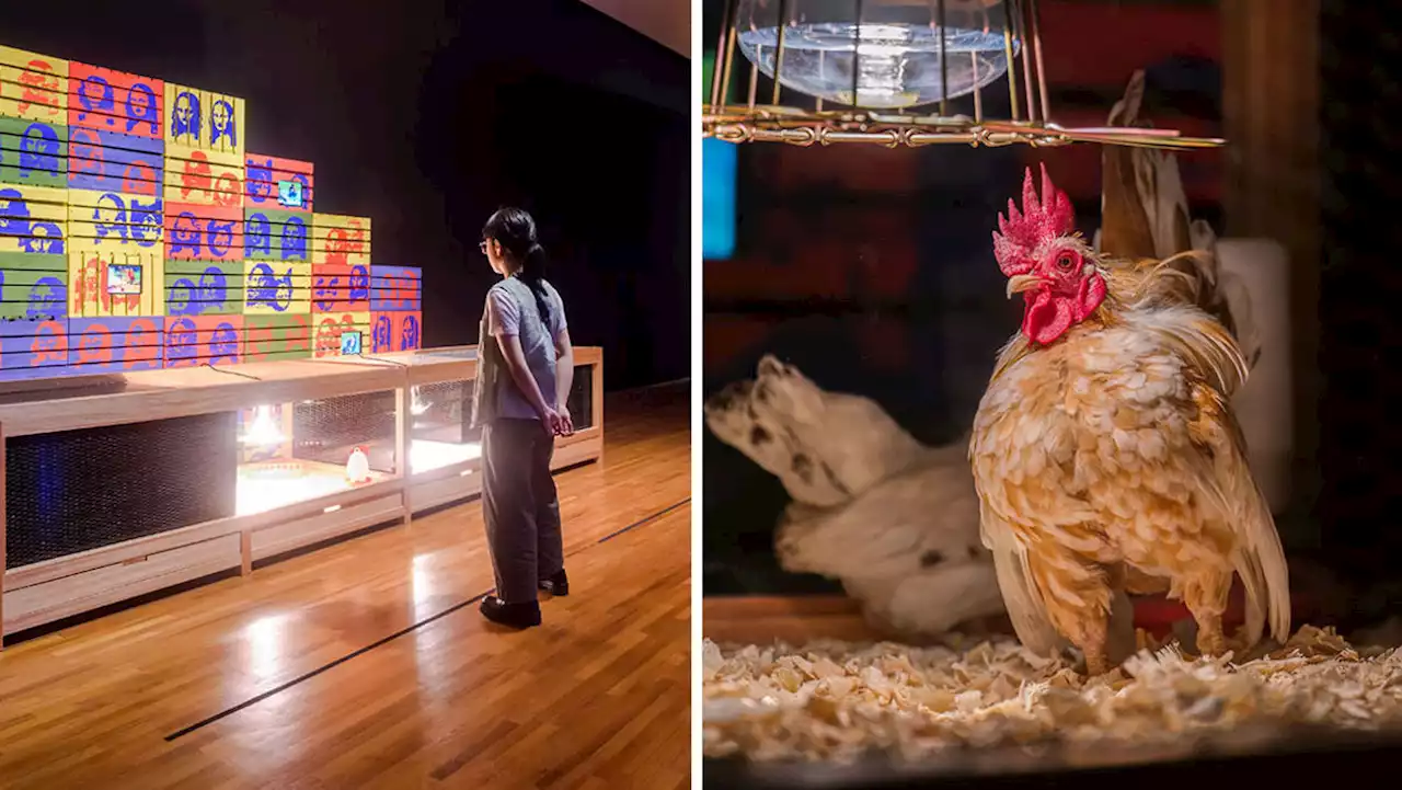 Chickens used in National Gallery exhibition back at rescue home in good health: Tan Kiat How