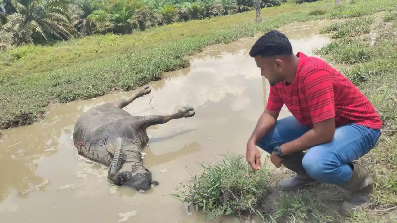 Penternak kesal sembilan ekor kerbau mati dipercayai diracun