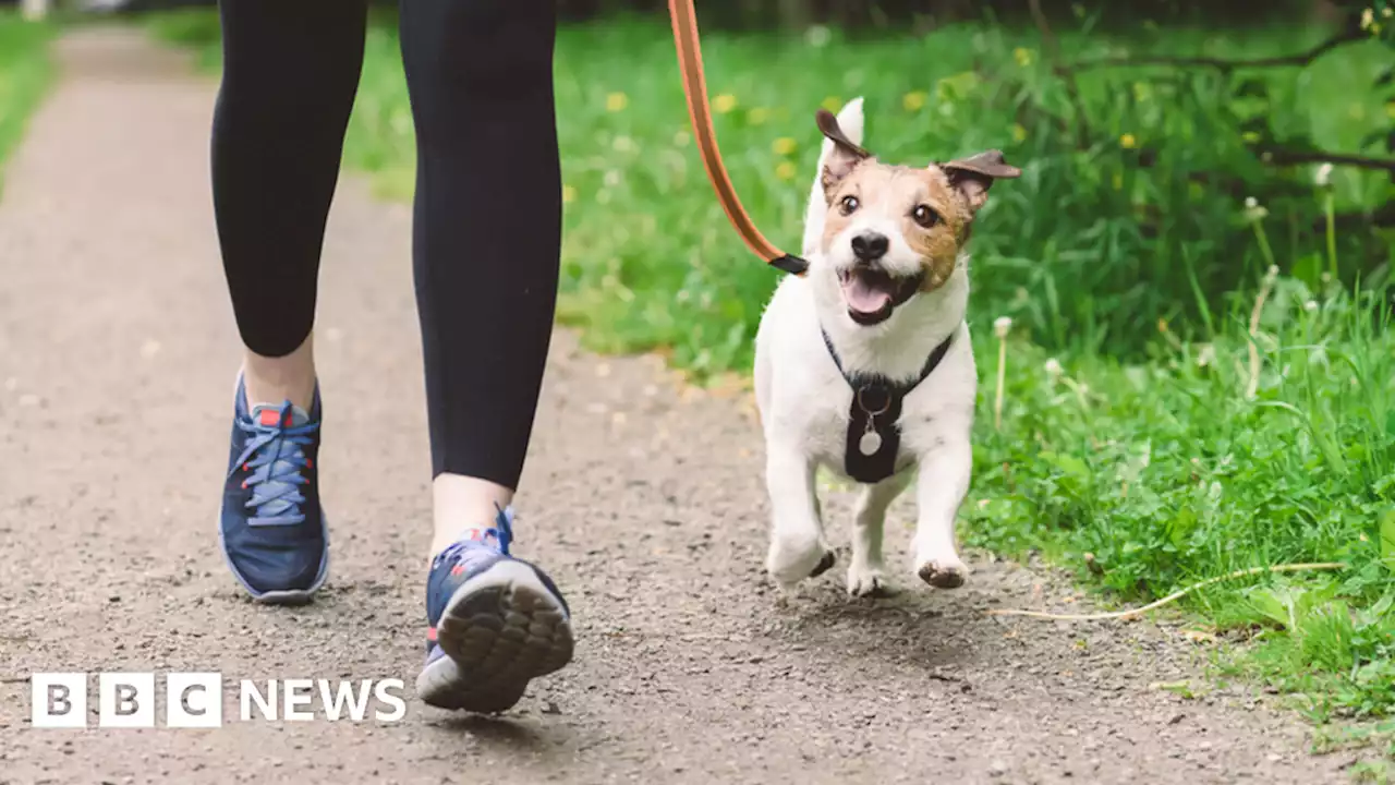 North Somerset: Proposed ban on walking more than six dogs