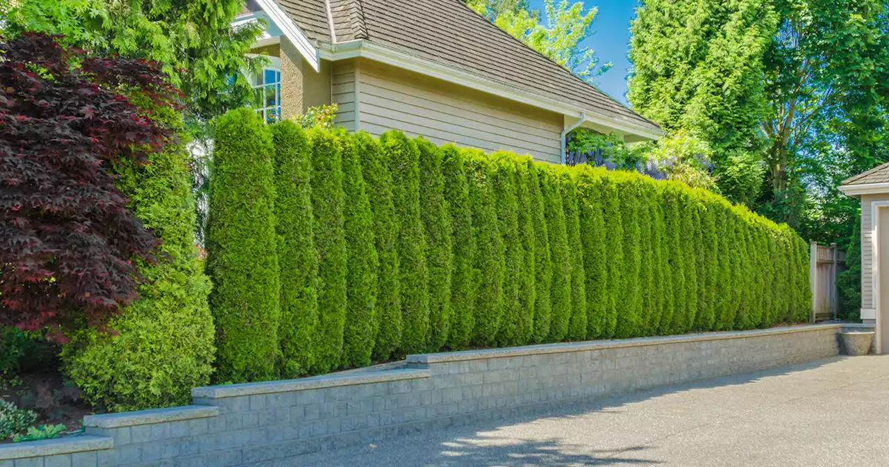 'Reckless' Canadian woman fined $150K for cutting neighbour's hedge