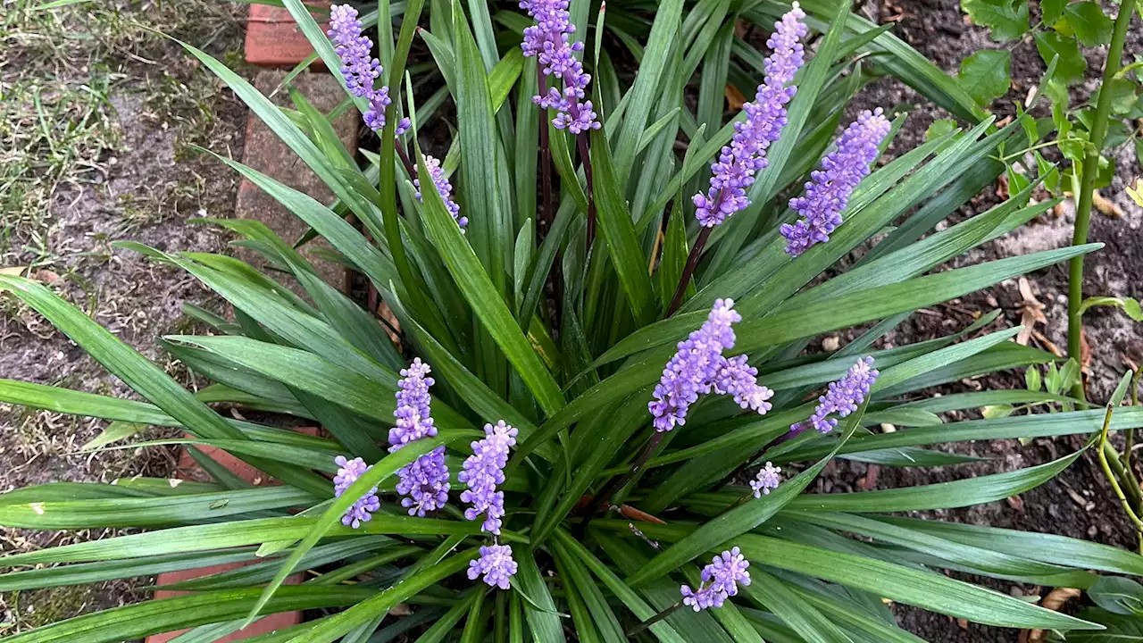 Verliebt in eine Garten-Rarität