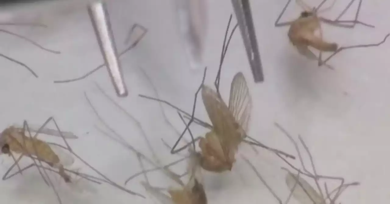 DuPage Co. health officials report first human case of West Nile Virus