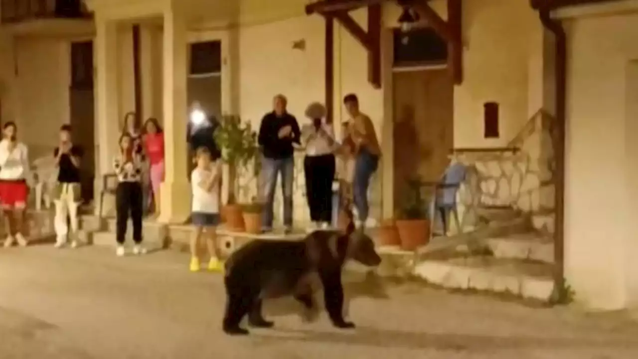 Outrage as mother of biscuit-stealing bear cub shot dead in Italy