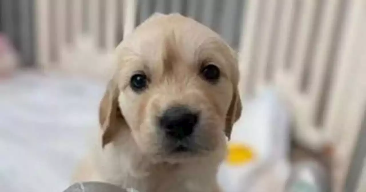 Puppy with rare condition needs surgery to survive as Scots owner issues plea