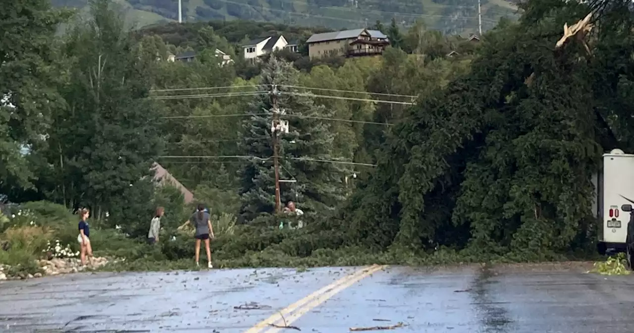 Storm knocks down trees in Steamboat Springs