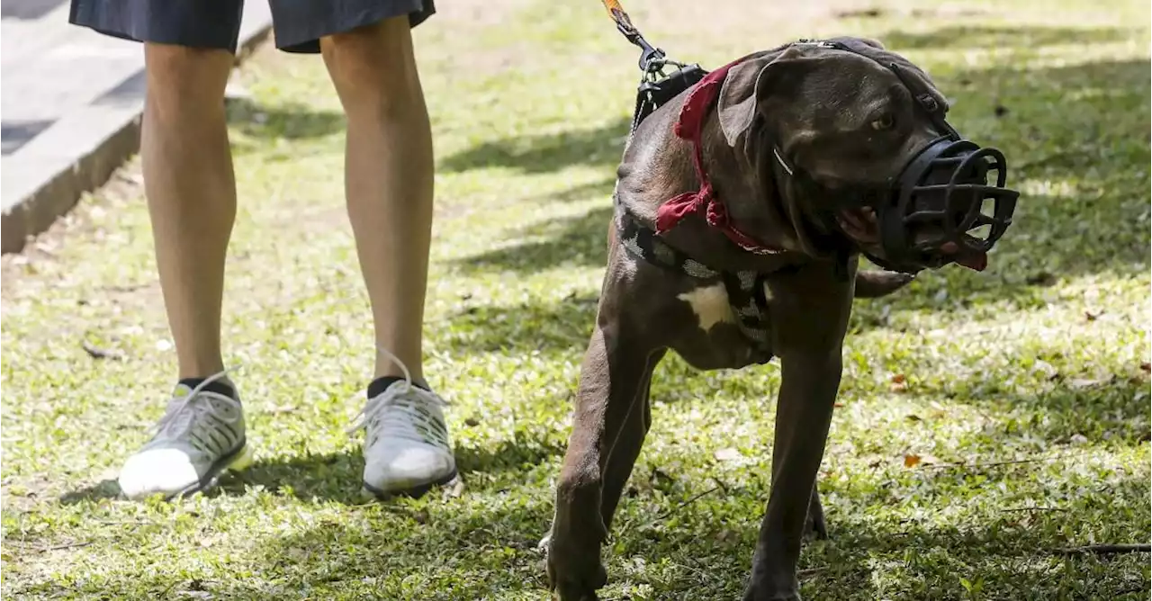 Atención propietarios de perros: proyecto de ley endurecería castigos por ataques a personas y otros animales