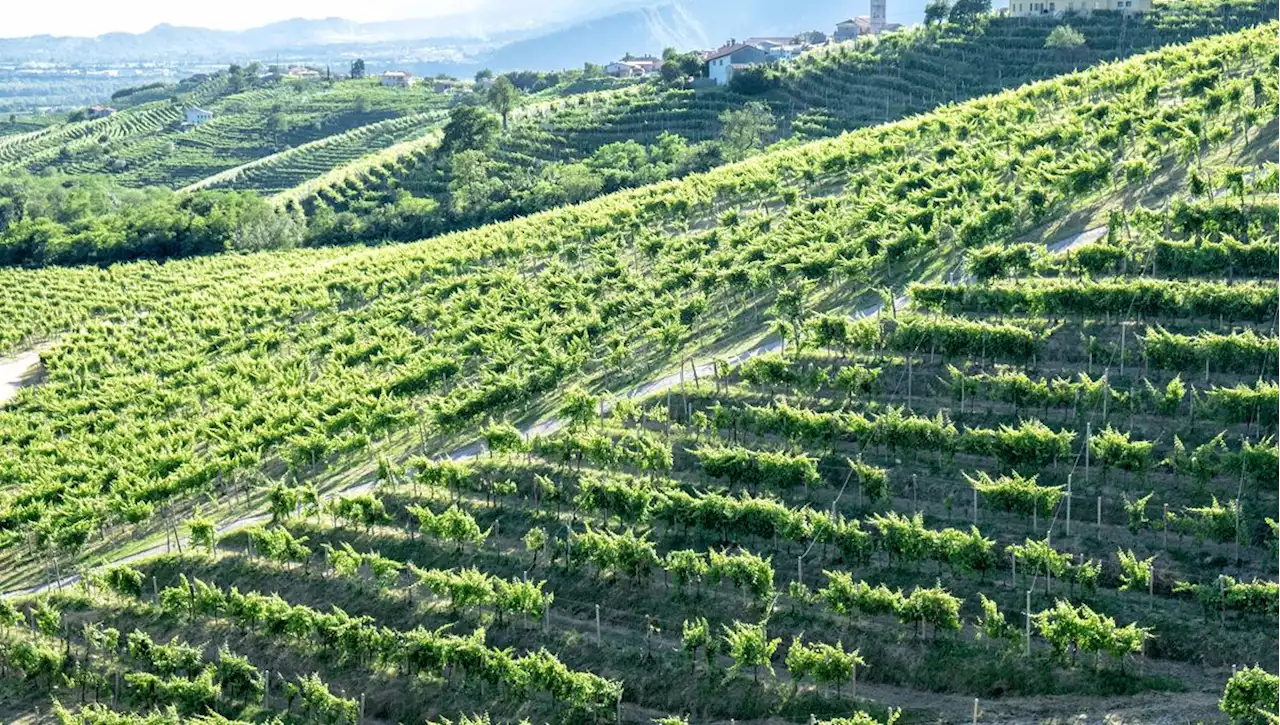 En Italie, une année difficile... pour le Prosecco