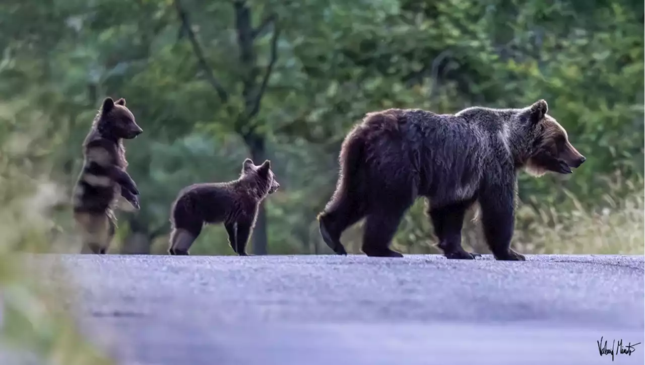 Avvistati i cuccioli dell'orsa Amarena, fallita la cattura. Ricerche complicate dai troppi curiosi. 'Sono in pericolo, anche solo due cani randagi potrebbero aggredirli'