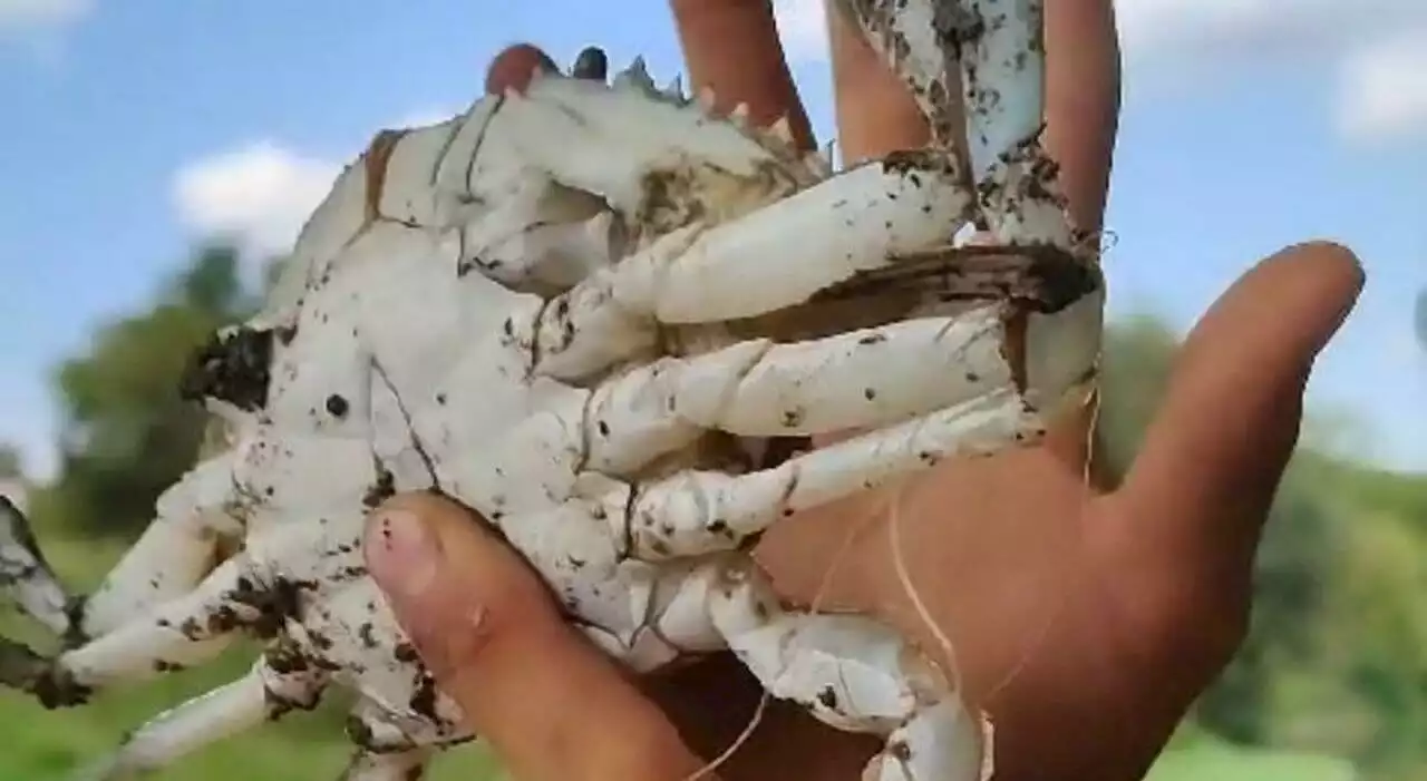 Granchio blu dal mare ai fiumi: a Padova pescato un esemplare da due chili