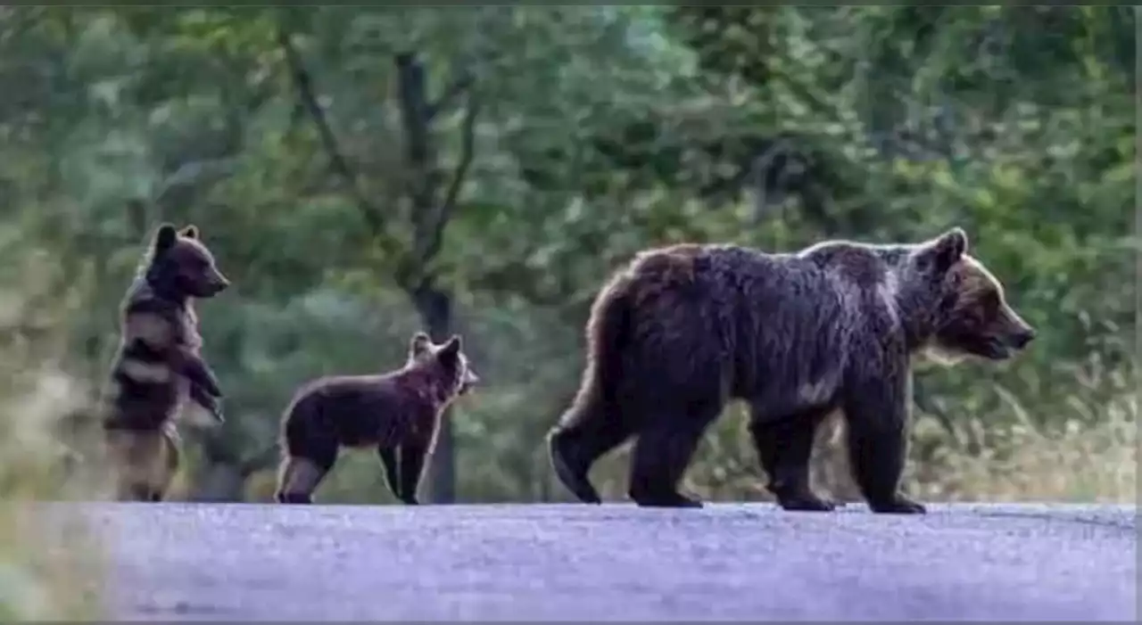 Orsa uccisa, avvistati i cuccioli di Amarena: fallito il tentativo di cattura