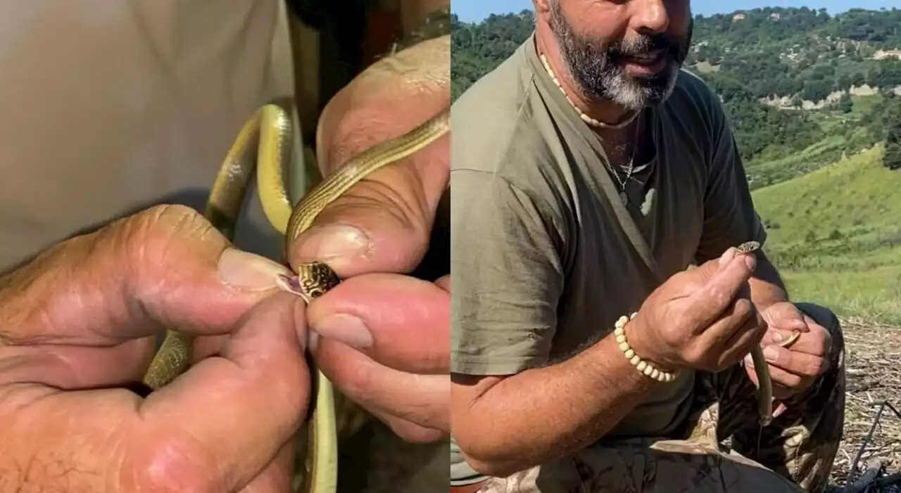 Roma, serpente “nascosto” tra i vestiti: panico in una villa di Fonte Nuova. L’esperto: «Non lasciate mai le porte aperte»