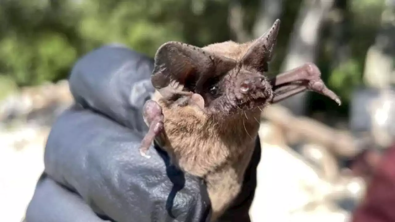 Health officials urge caution after 2 rabid bats found in Salt Lake County