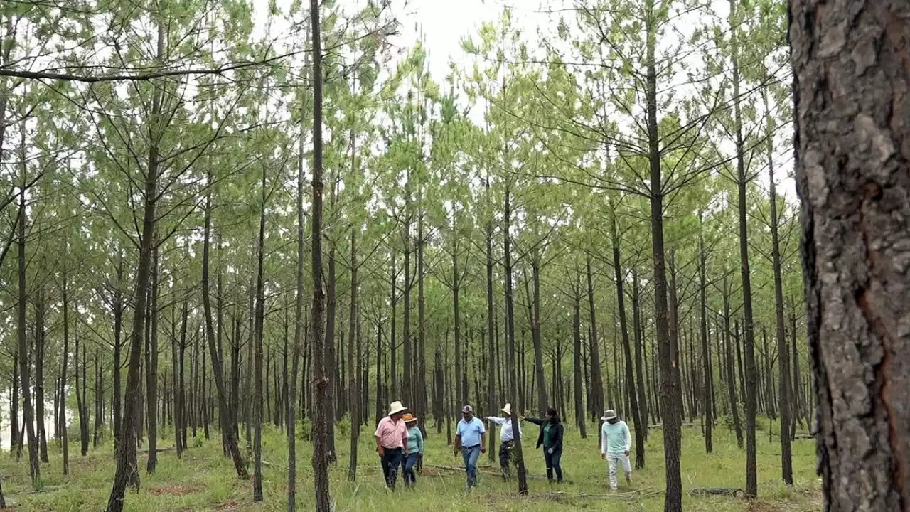 Indígenas Ambientalistas reforestan más de 20 mil hectáreas de suelo