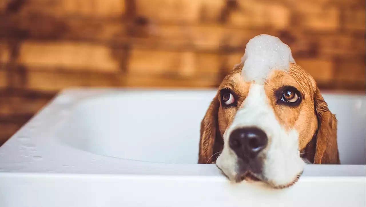 Perché il mio cane ha un cattivo odore, anche dopo il bagno?