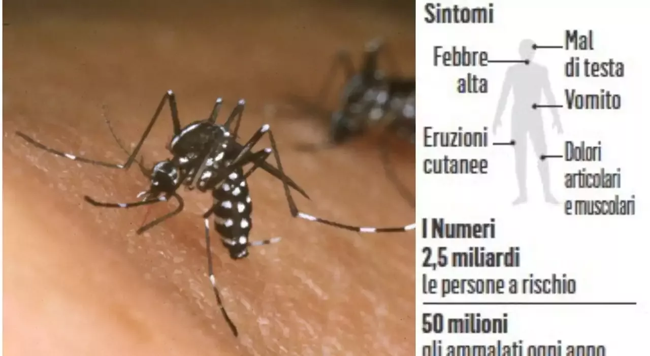 Dengue è In Italia, 8 Casi In Lombardia (e Record Morti In Bangladesh ...