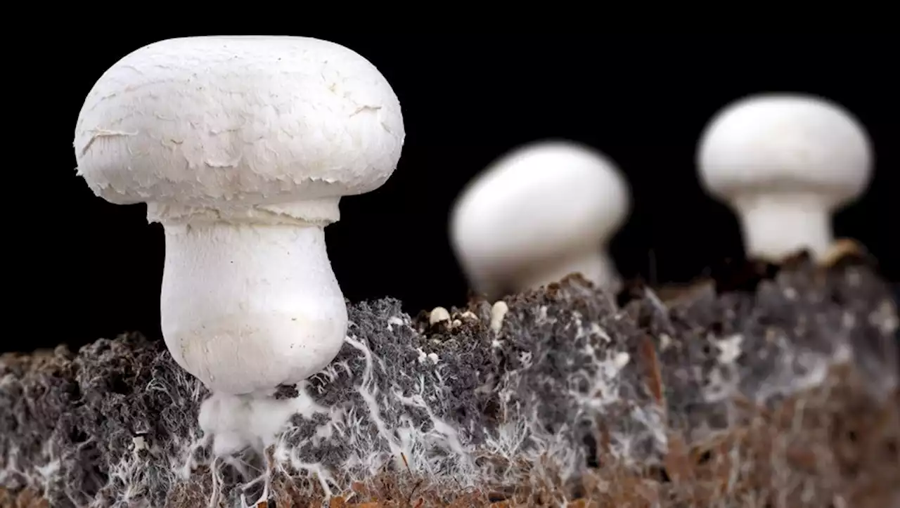 La période de la cueillette des champignons avancée avec la météo pluvieuse : voici comment éviter les intoxications