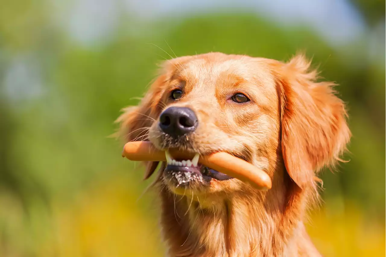 Golden retriever delights viewers as he specifically orders 3 sausages