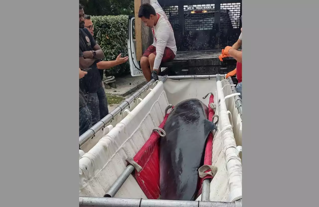 Large whale dies after being found stranded on Jersey Shore beach