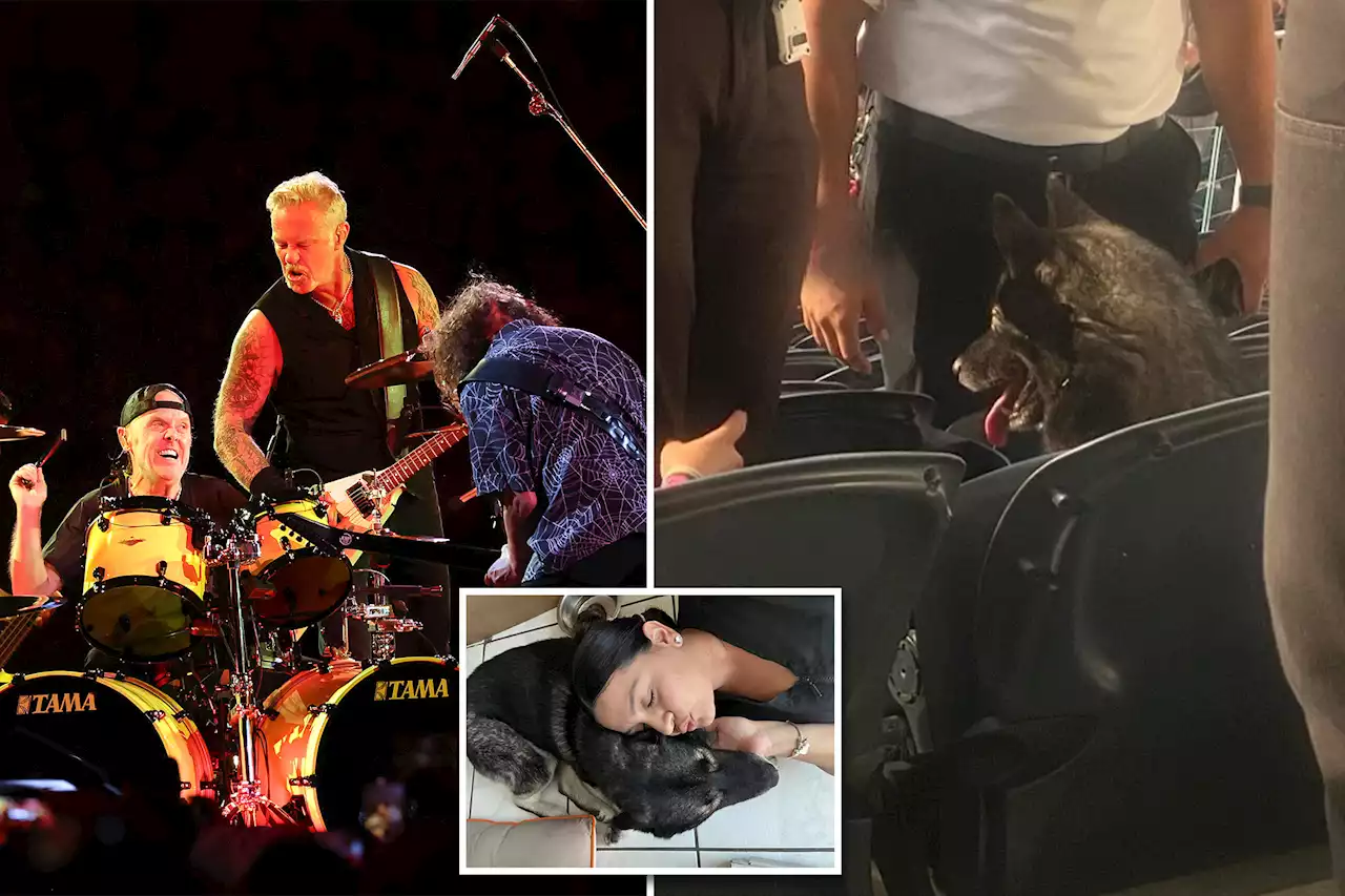 Dog leaves home, scores a seat at Metallica concert: ‘She is apparently a huge fan’