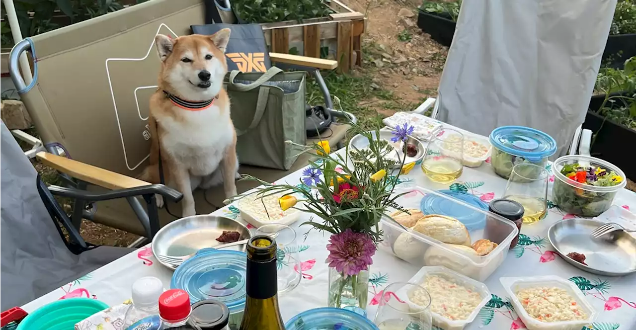 '음쓰'로 키운 꽃 보셨나요, 얼마나 예쁘게요?