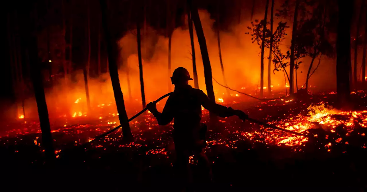 Jovem detido em flagrante por crime de incêndio florestal em Leiria