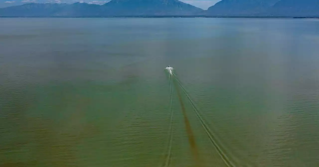 Dog dies after visit to Utah Lake, where toxic algal blooms are rampant