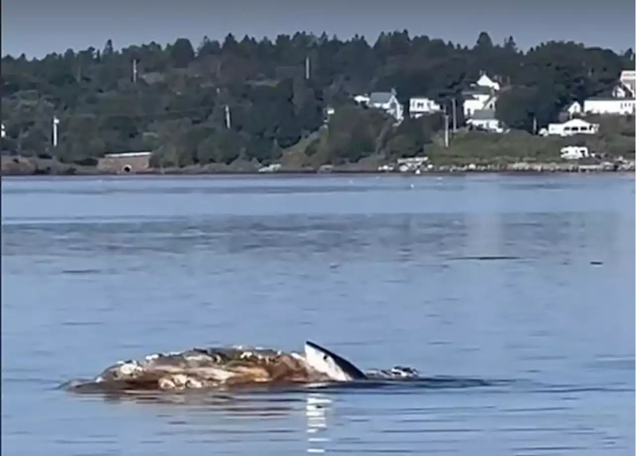 Maine resident captures nature in action in N.B. as shark snacks on whale carcass