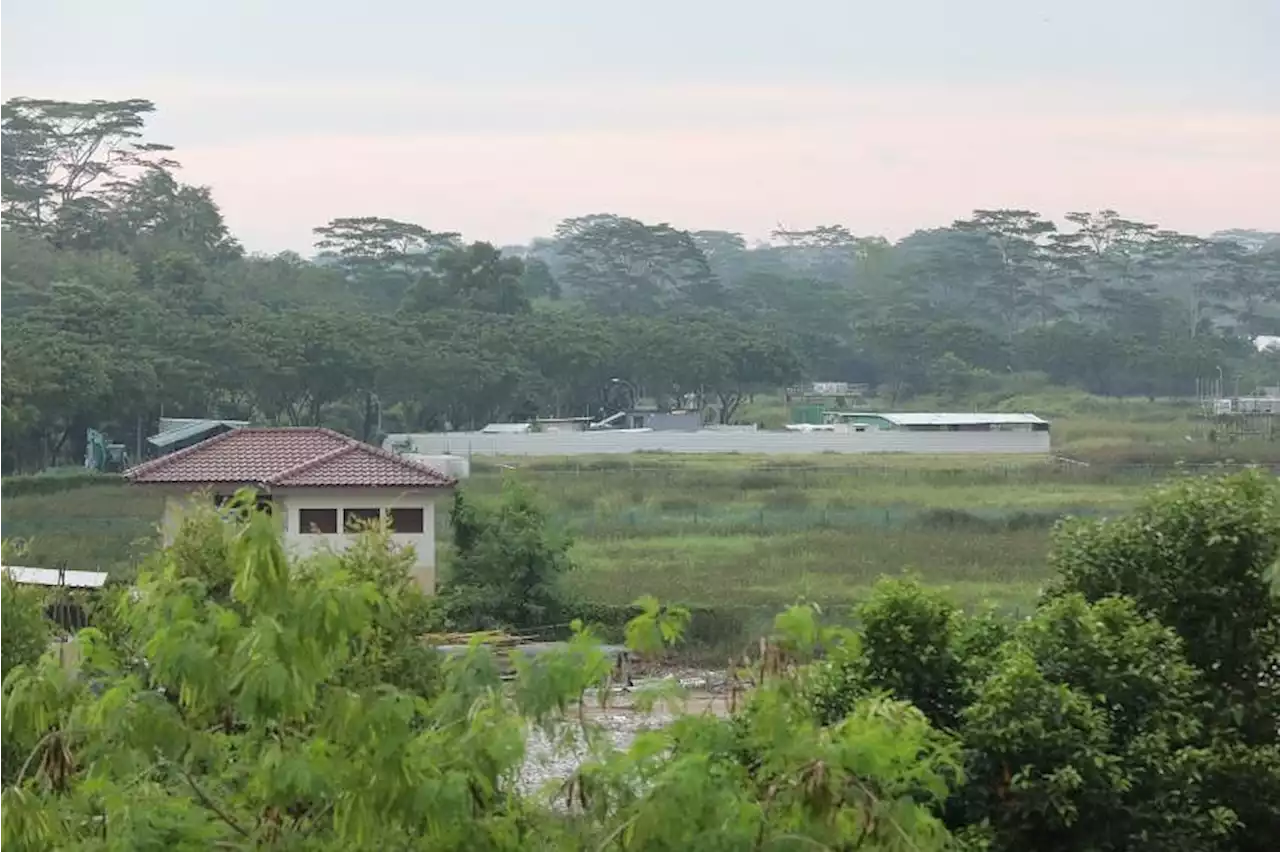 Singapore Food Agency unveils options to boost output under Lim Chu Kang masterplan