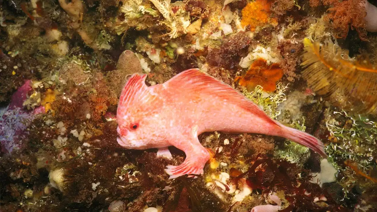 Fisch läuft auf Händen – diese Tiere machen euch fertig wegen süß 🐟!