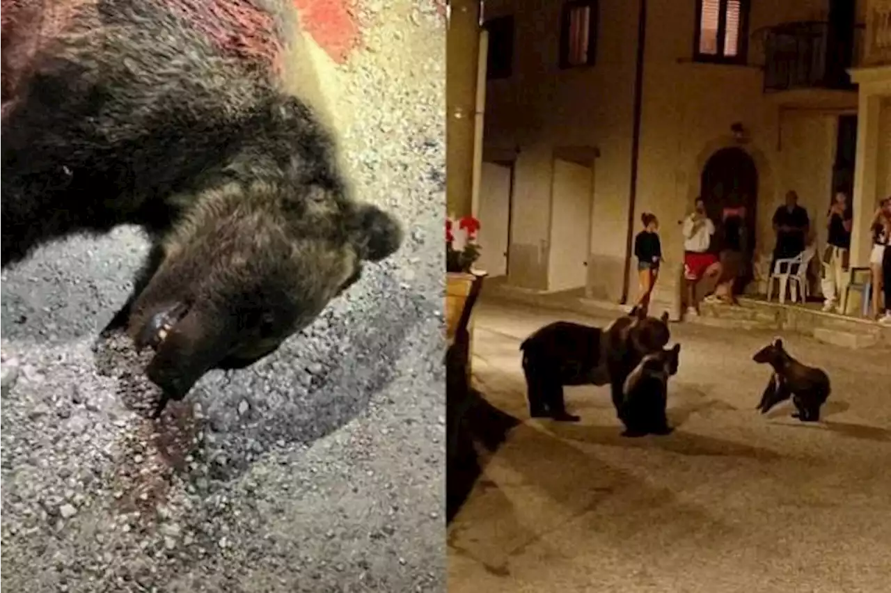 Outrage after rare brown bear shot dead in central Italy, search under way for cubs