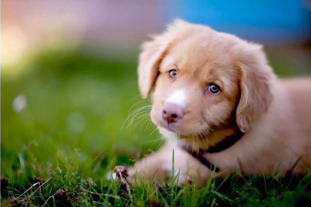 Especialista aponta cinco motivos para amarmos tanto nossos cães