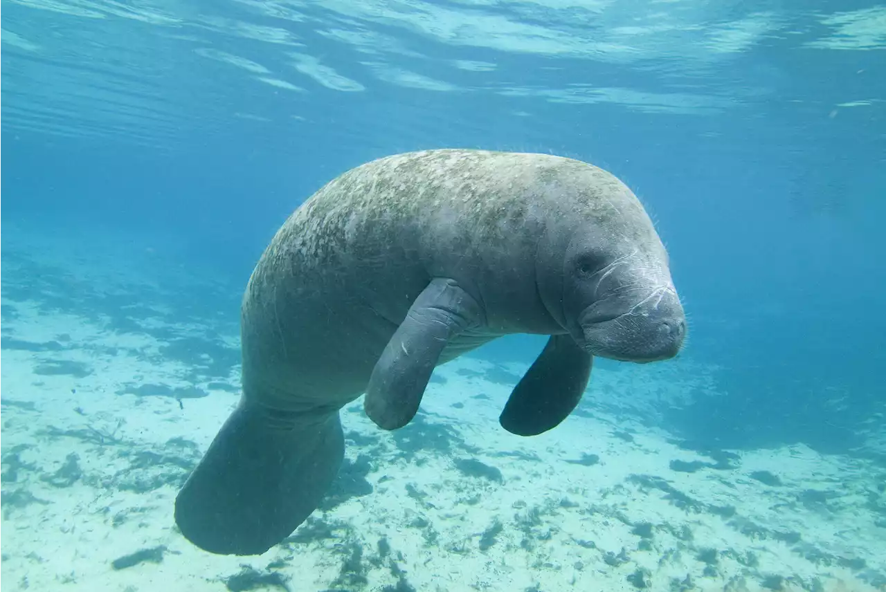 Yes, a Manatee Was Spotted in the Chesapeake Bay