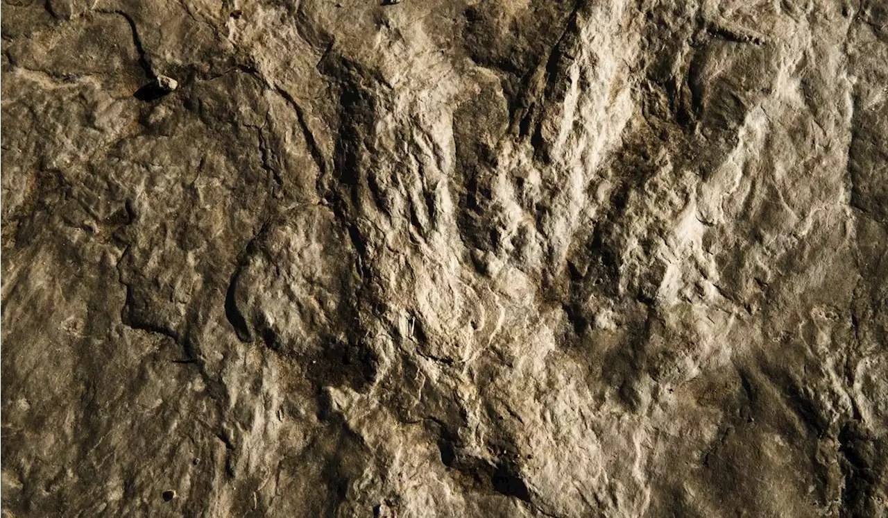 Drought in Texas reveals dinosaur tracks hidden beneath a dried-out riverbed