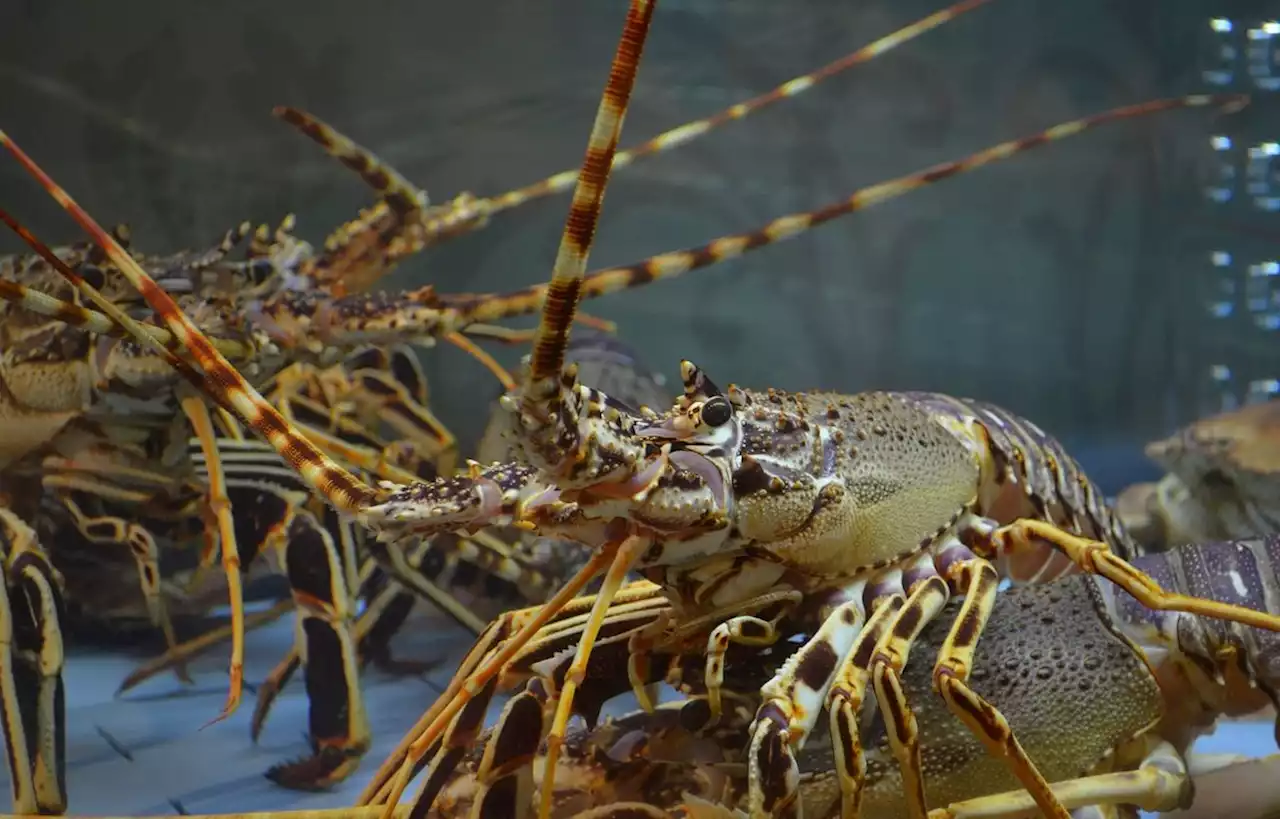 Elle achète un homard à 200 euros dans un restaurant et le relâche en mer