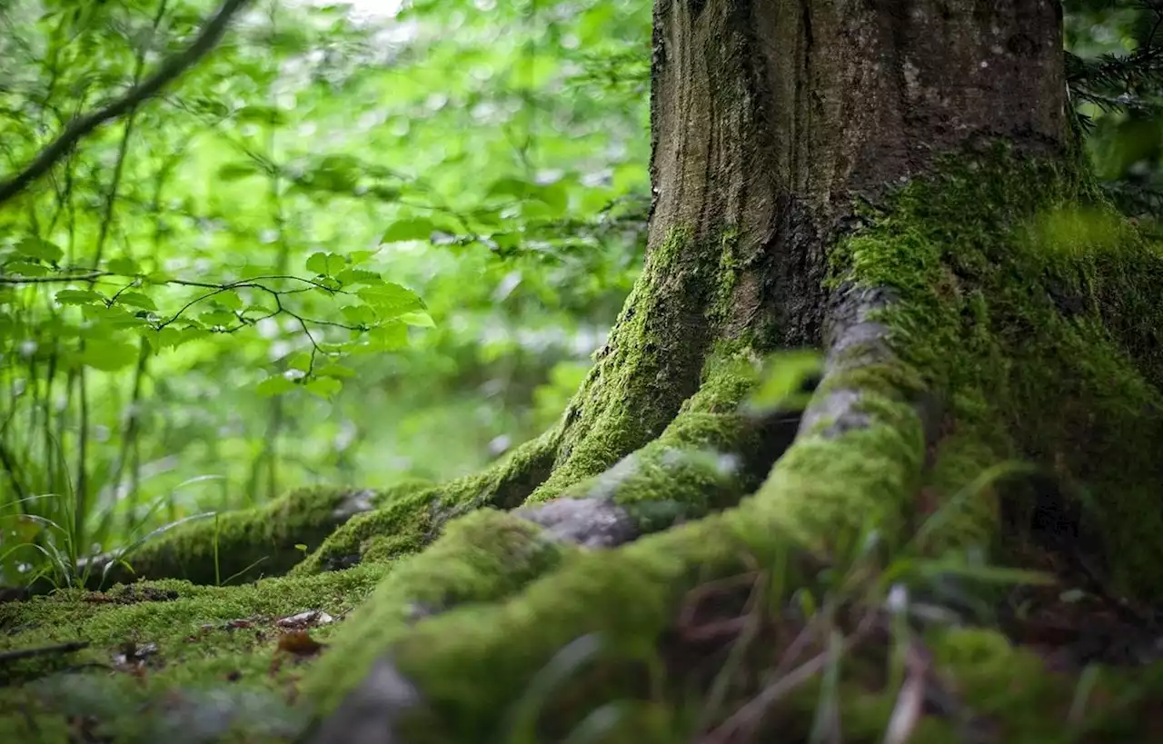 L’incroyable redécouverte d’un arbre que l’on croyait éteint depuis 185 ans