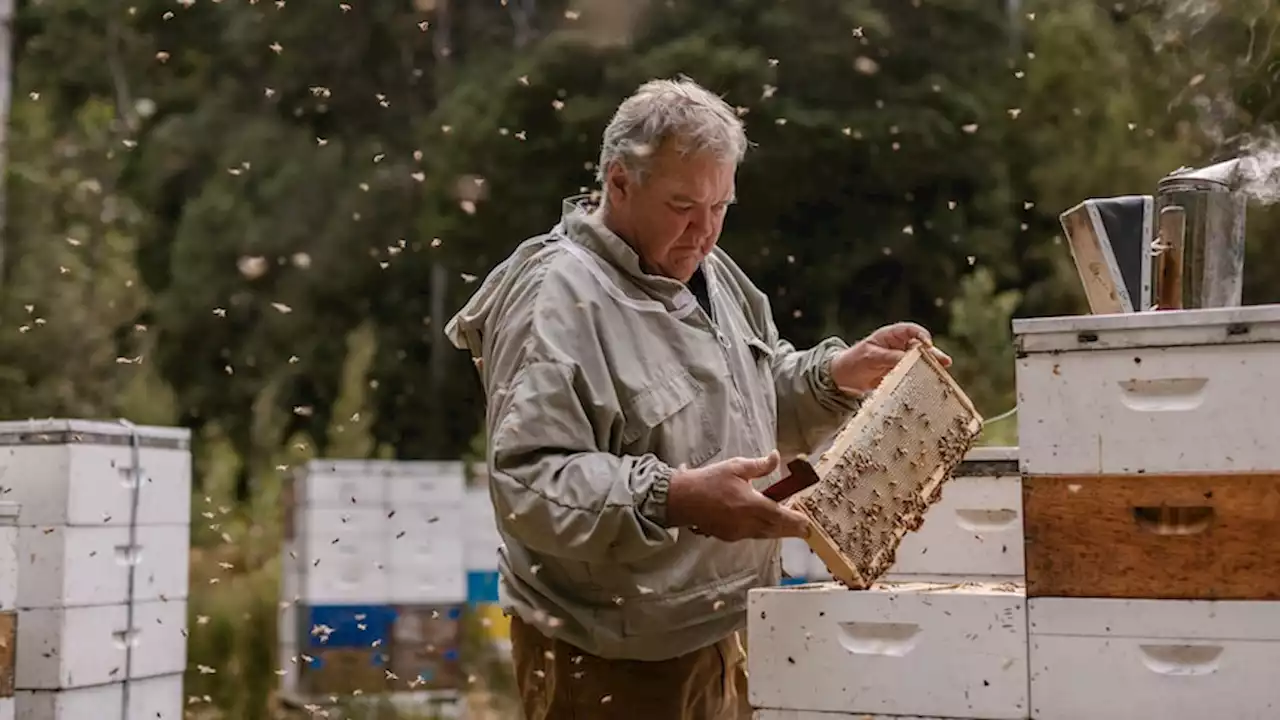 Will the 'moat' of Bass Strait keep varroa mite at bay and save Tasmania's bees?