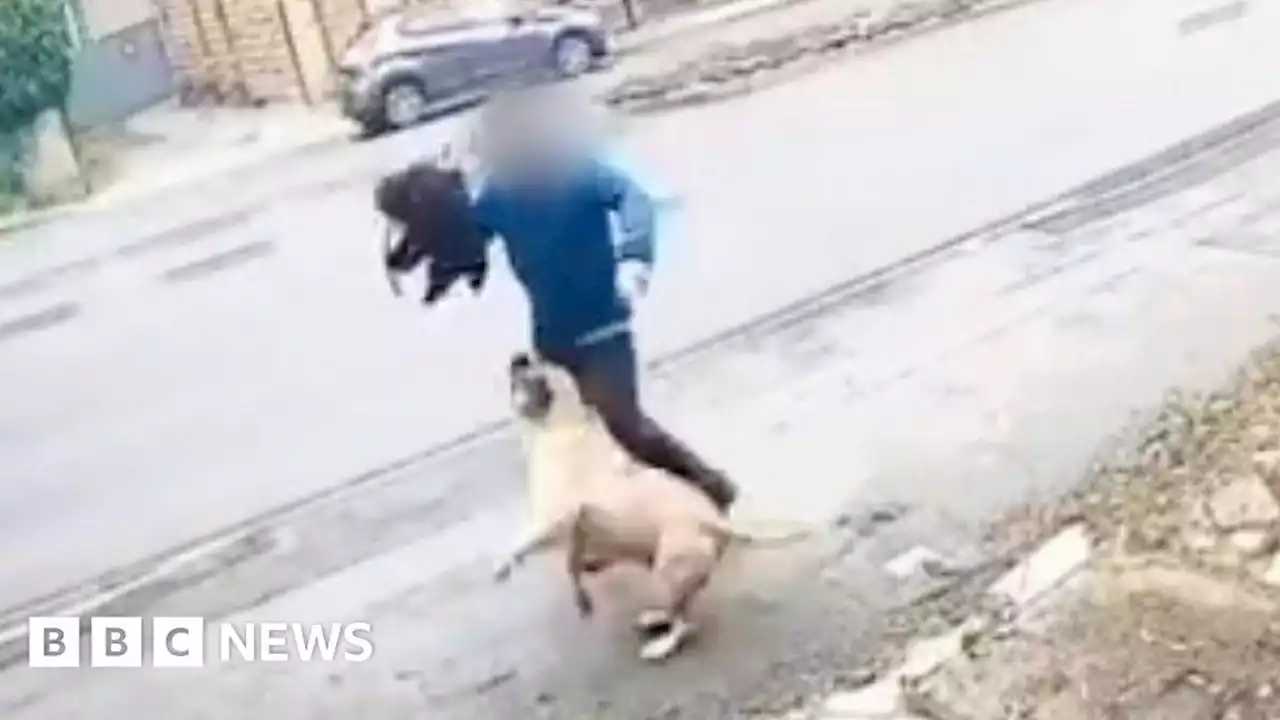 Footage shows moment dog attacked man in street